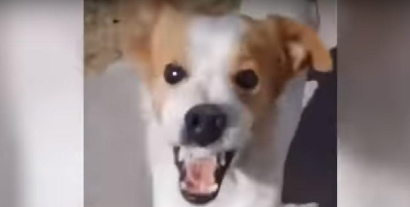Perrito enfurece cuando escucha la canción Mi Bebito Fiu Fiu y se vuelve viral