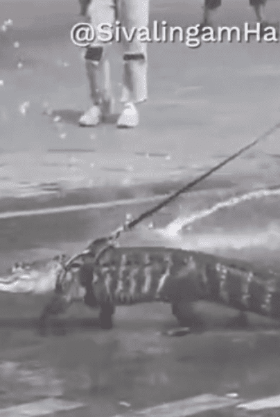 VIRAL: una niña pasea en un parque a un caimán con correa