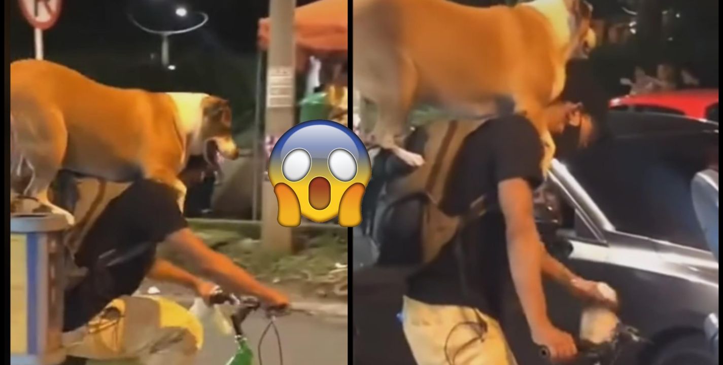 Este perro y su dueño sorprenden al montar una bicicleta juntos