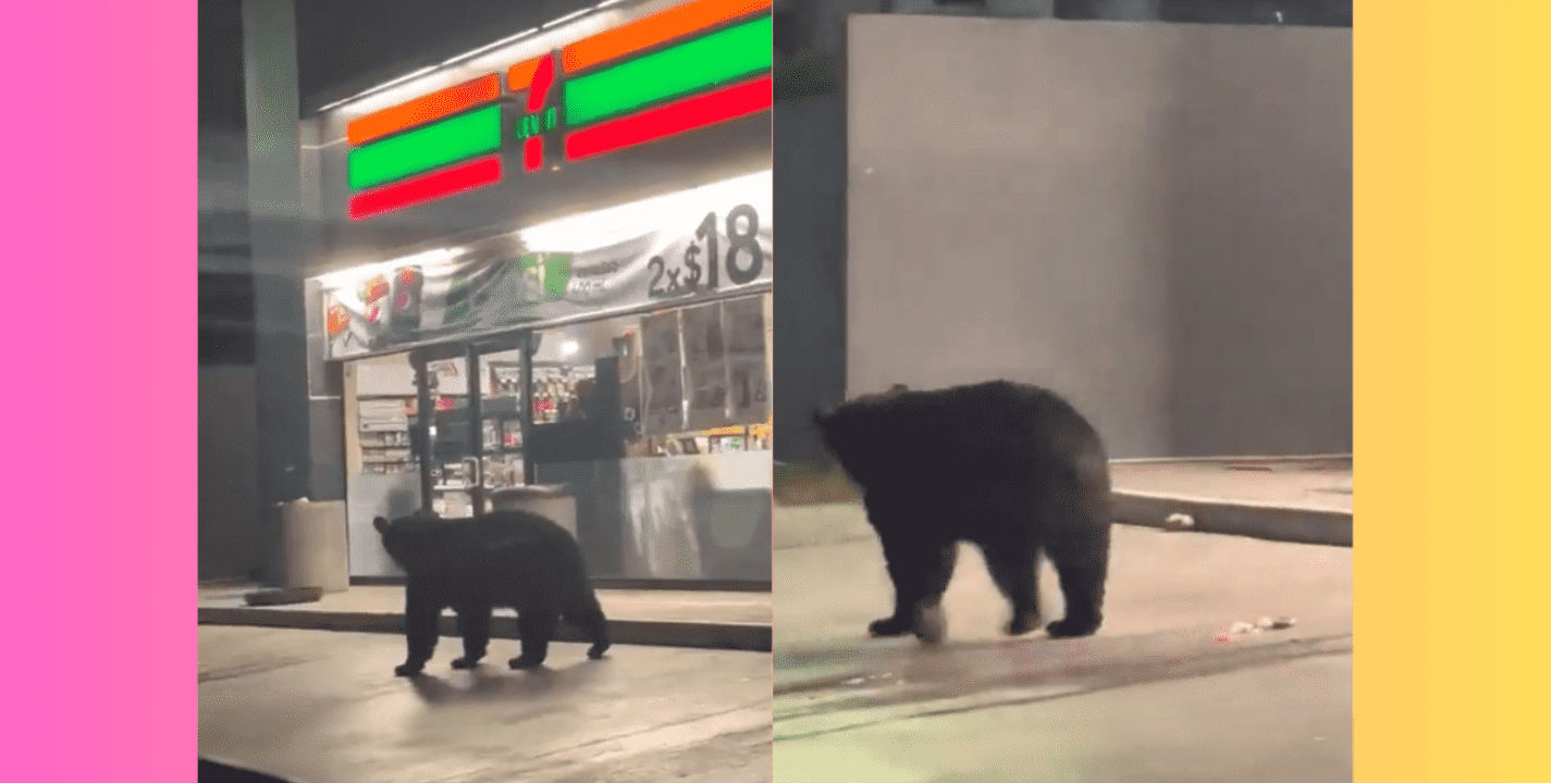 VÍDEO: un oso negro es captado caminando en las calles de Monterrey, enfrente de un 7-Eleven