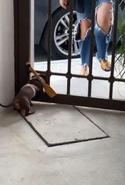 VÍDEO: Evitan que perrito se salga de casa con una cuchara atada a su cuerpo