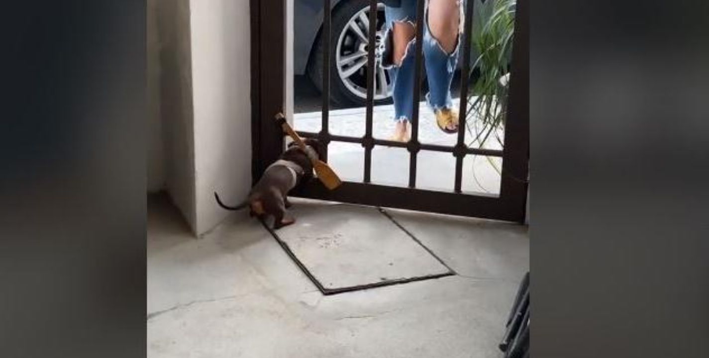 VÍDEO: Evitan que perrito se salga de casa con una cuchara atada a su cuerpo