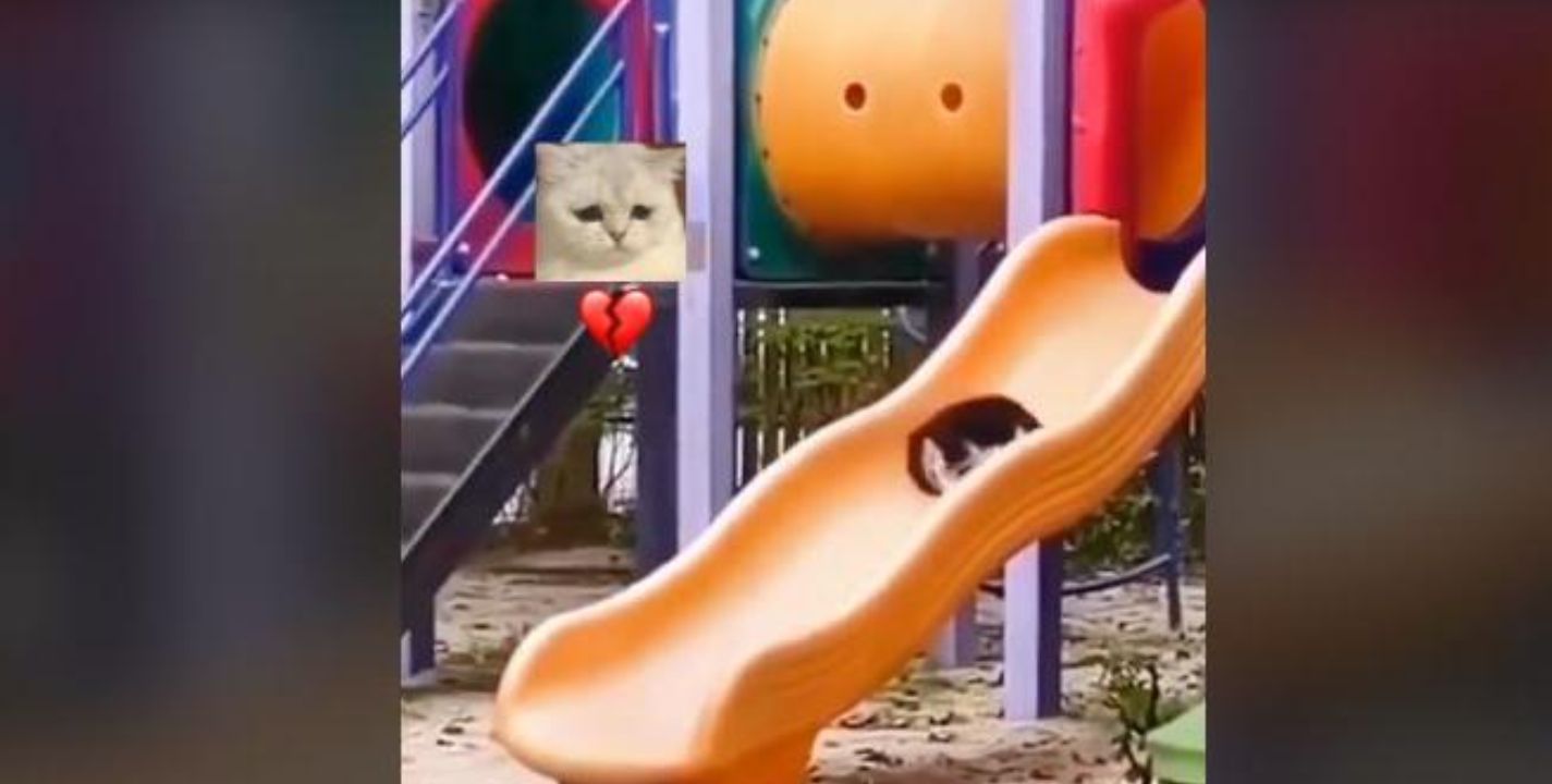 VIDEO: Gatito juega solo en un resbaladero