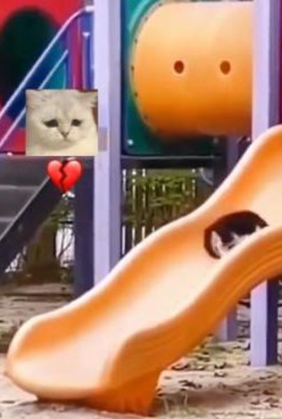 VIDEO: Gatito juega solo en un resbaladero
